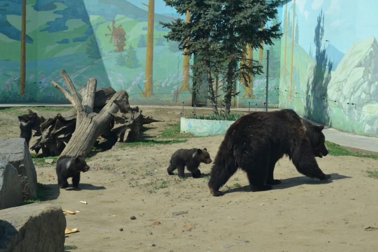 Новини Вінниці - фото з Малюки бурої ведмедиці з Подільського зоопарку вийшли на першу прогулянку