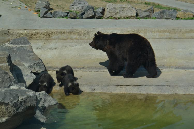 Новини Вінниці - фото з Малюки бурої ведмедиці з Подільського зоопарку вийшли на першу прогулянку