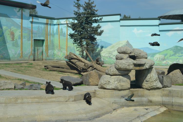 Новини Вінниці - фото з Малюки бурої ведмедиці з Подільського зоопарку вийшли на першу прогулянку