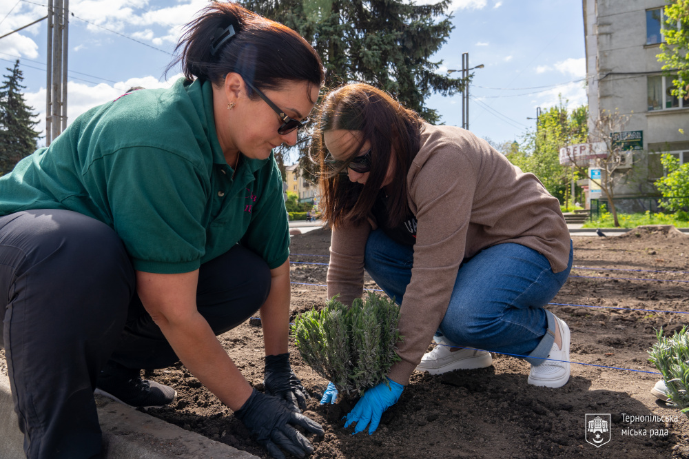 Новини Тернополя - фото з Лавандову міні-плантацію в центрі Тернополя посадили матері та дружини загиблих Героїв