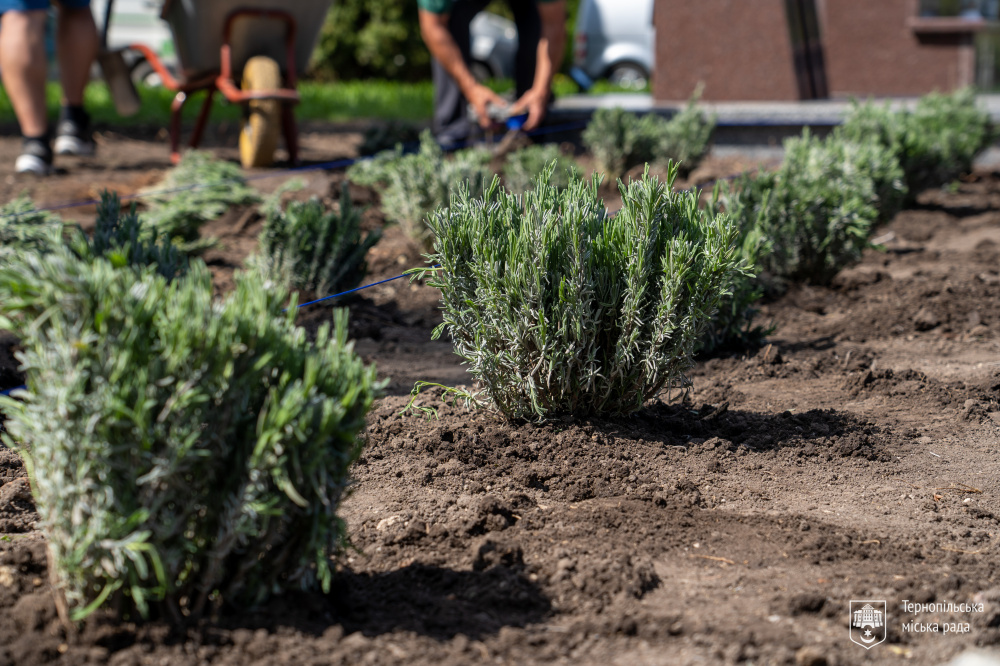 Новини Тернополя - фото з Лавандову міні-плантацію в центрі Тернополя посадили матері та дружини загиблих Героїв