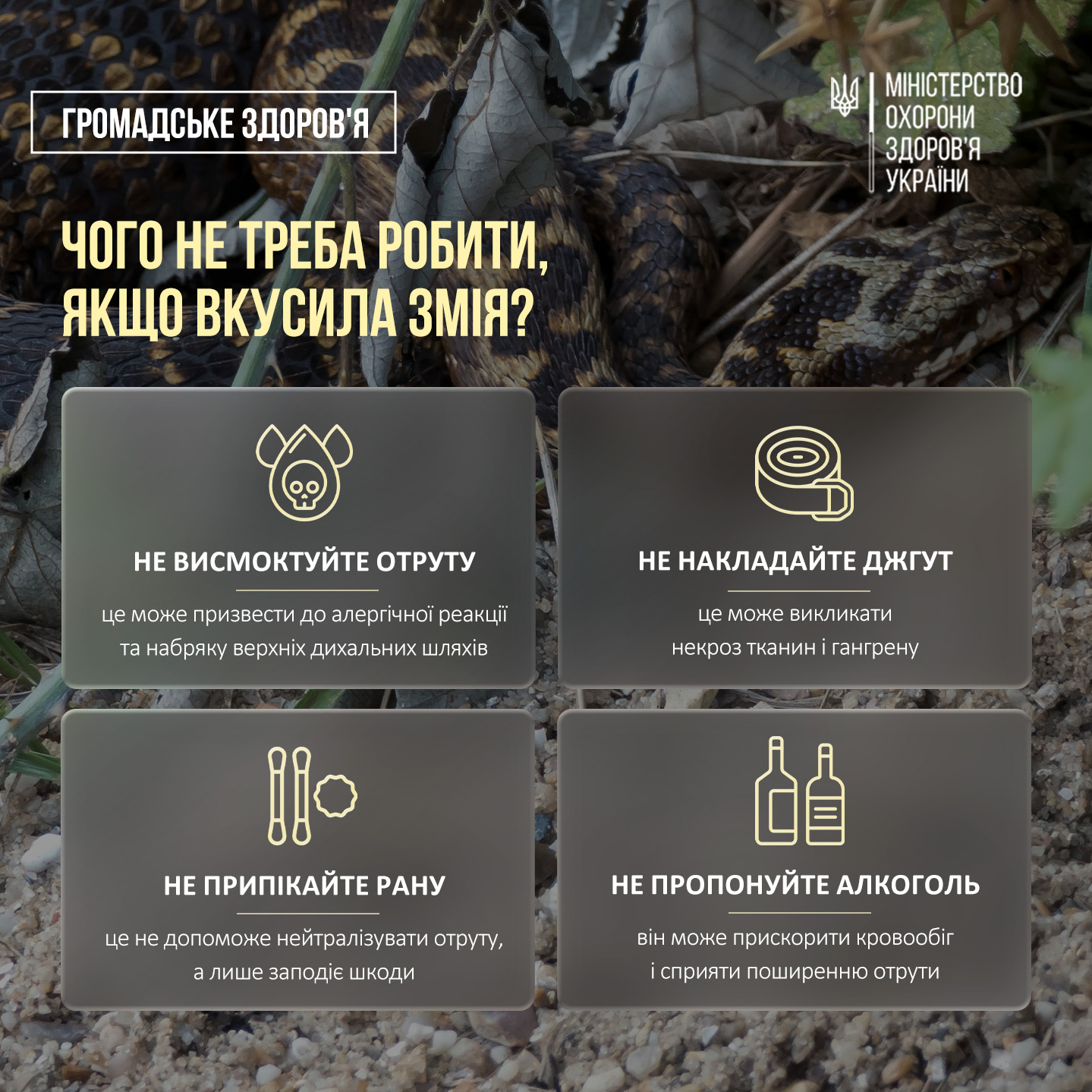Новини Тернополя - фото з Як знизити ризик укусу змії та як надати першу допомогу