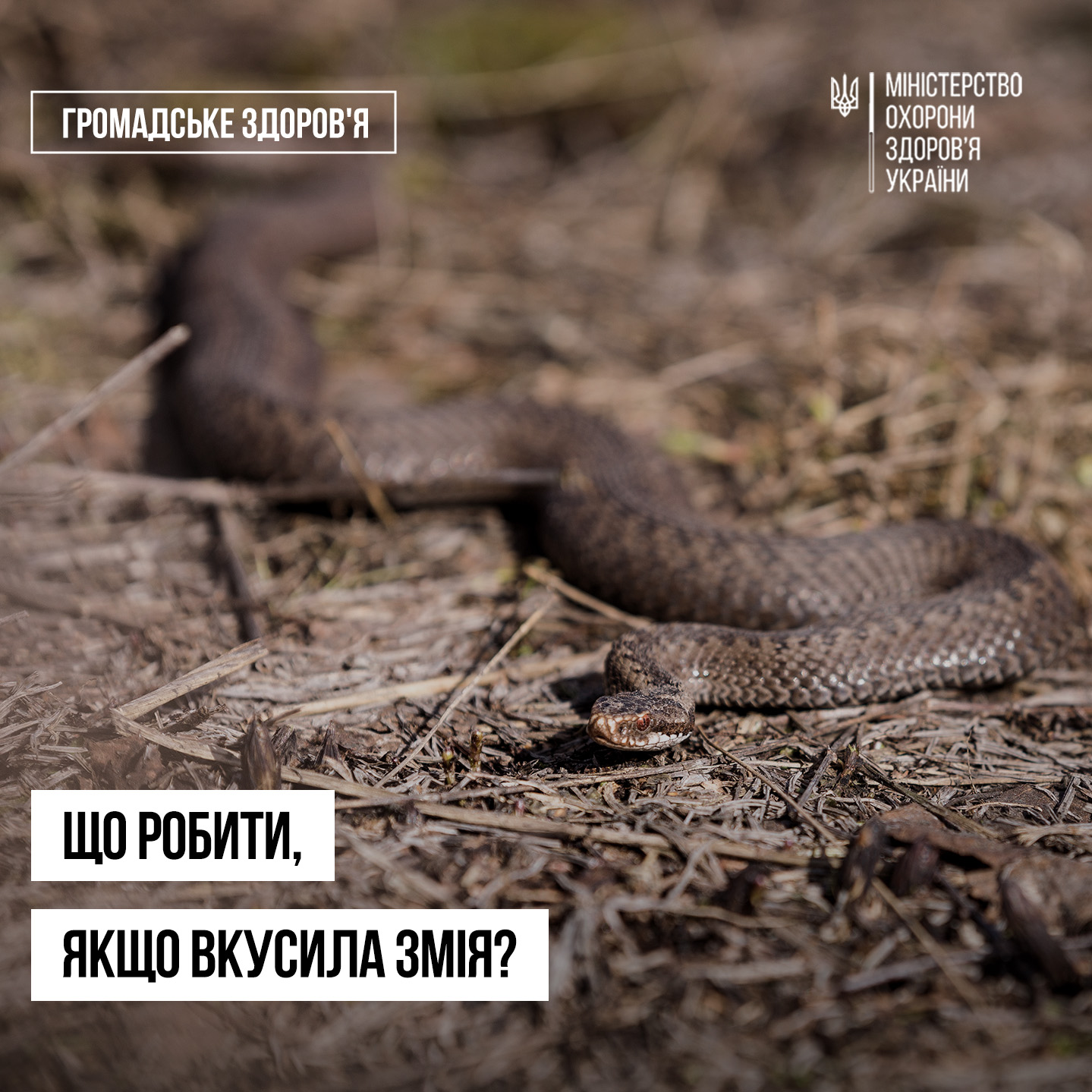 Новини Тернополя - фото з Як знизити ризик укусу змії та як надати першу допомогу