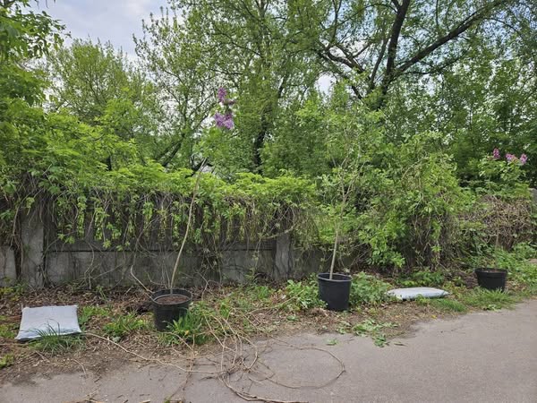 Новини Житомира - фото з Бузкова алея вдячності на Замковій горі поповнилася новими саджанцями