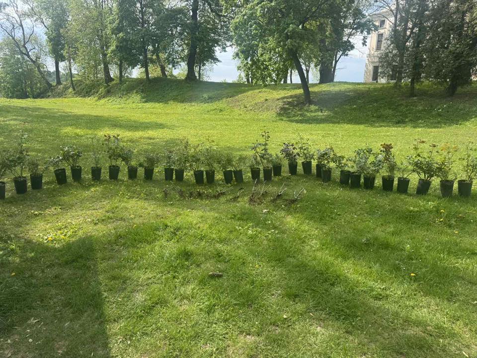 Новини Тернополя - фото з Троянди для палацу: спільнота квітникарів подарувала понад 150 кущів для Вишнівця Немає опису світлини.