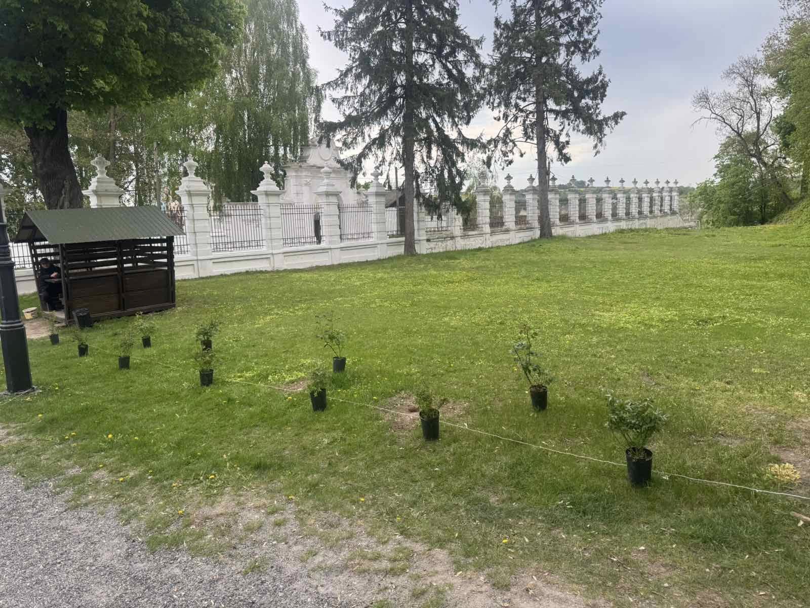 Новини Тернополя - фото з Троянди для палацу: спільнота квітникарів подарувала понад 150 кущів для Вишнівця На зображенні може бути: 1 особа та трава