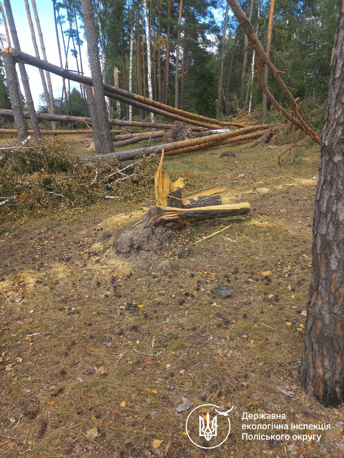 Новини Житомира - фото з Буревій пошкодив близько 200 дерев на території Новогуйвинської громади