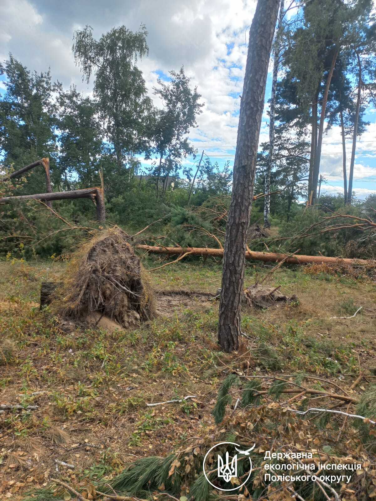 Новини Житомира - фото з Буревій пошкодив близько 200 дерев на території Новогуйвинської громади