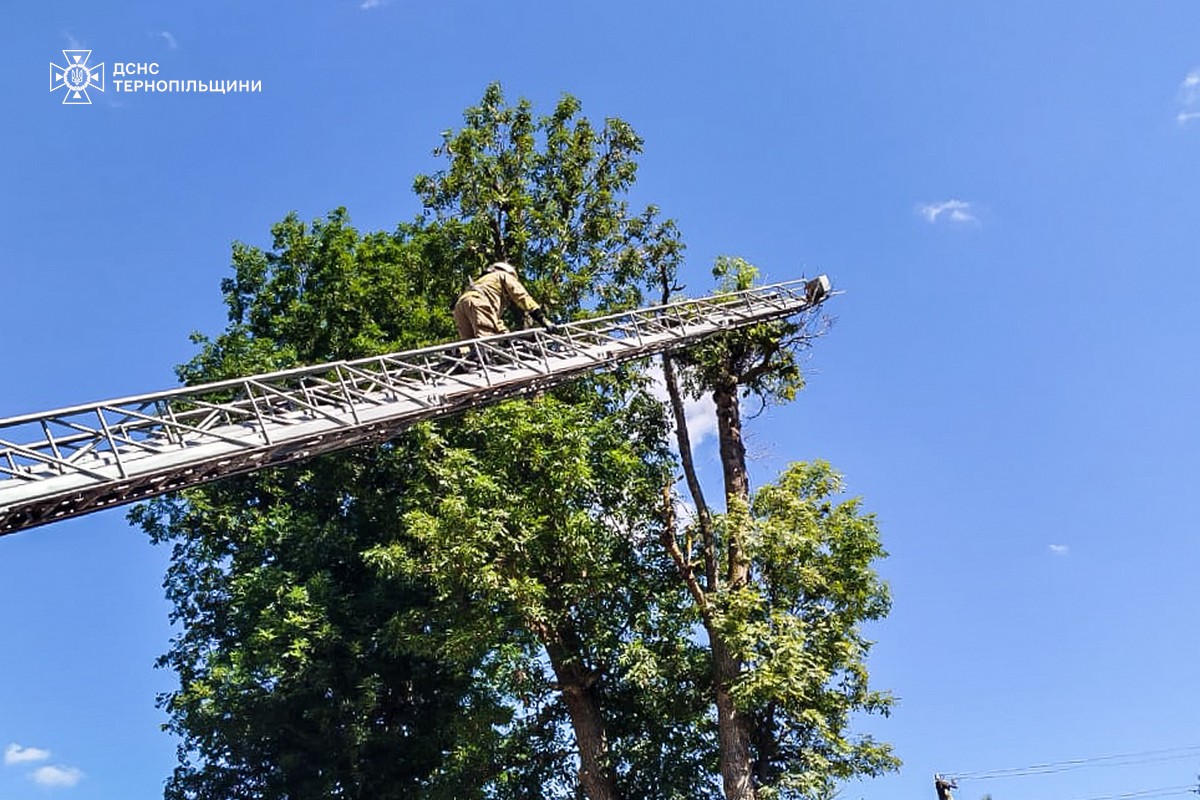 Новини Тернополя - фото з Лелека, якого не залишили в біді: на Тернопільщині рятувальники визволили птаха
