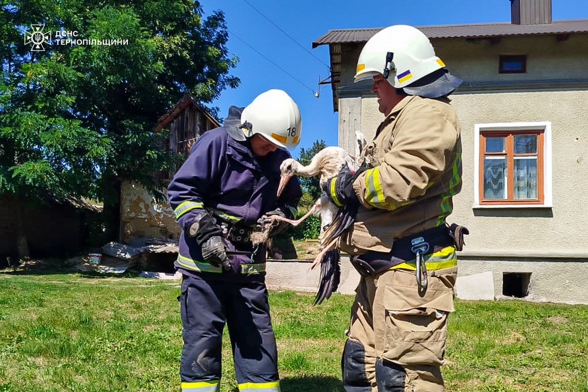 Новини Тернополя - фото з Лелека, якого не залишили в біді: на Тернопільщині рятувальники визволили птаха