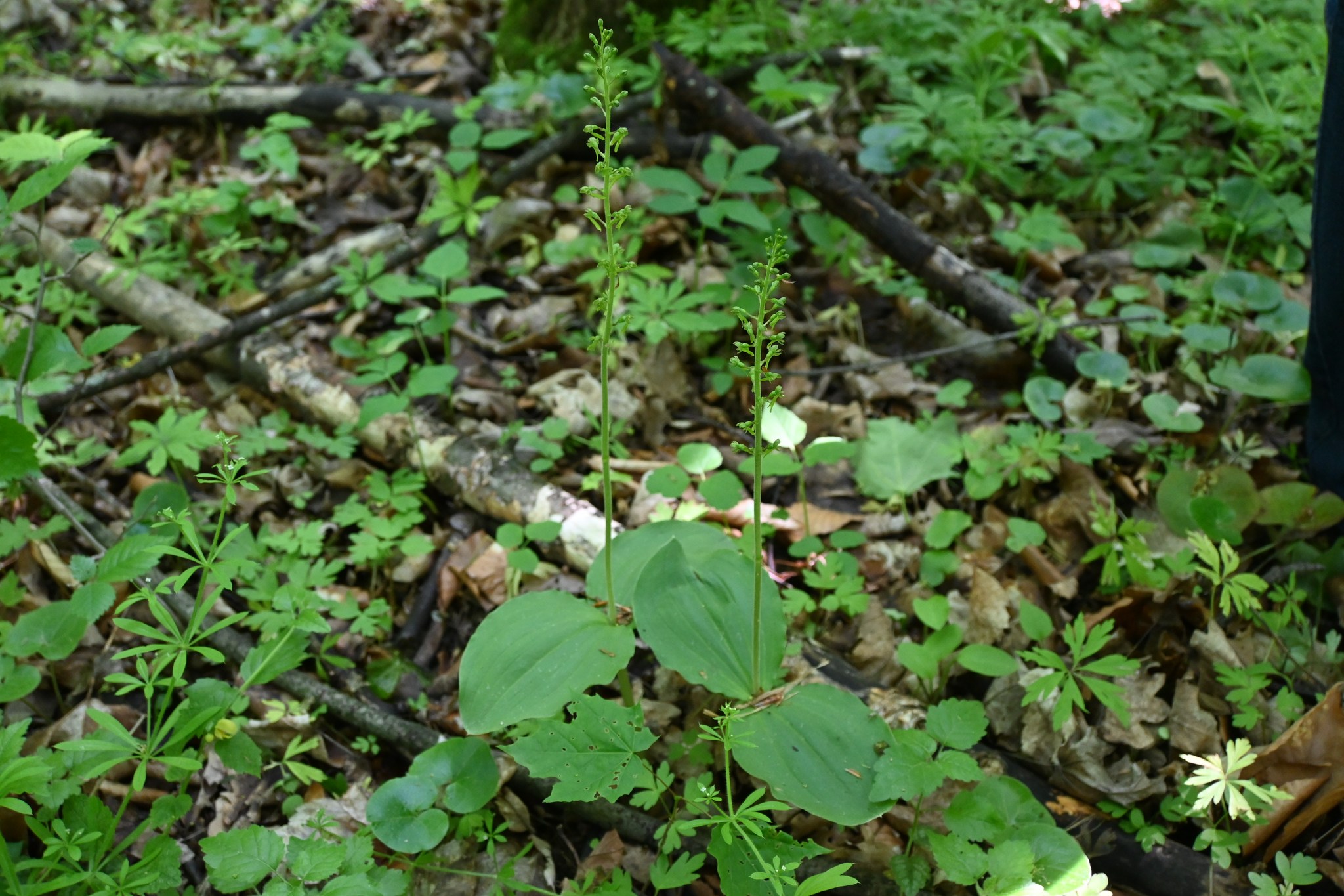 Новини Тернополя - фото з Орхідея не на підвіконні, а у лісі на Тернопільщині: квітне лише кілька днів на рік На зображенні може бути: квітка
