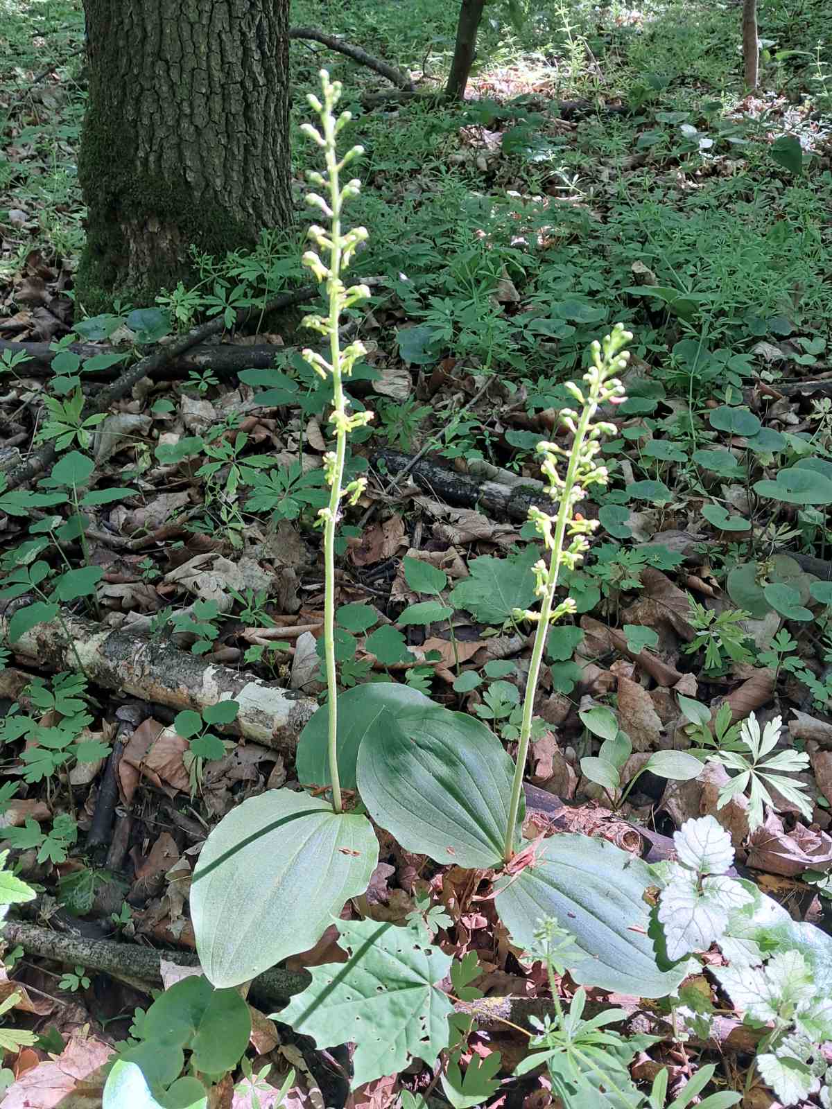 Новини Тернополя - фото з Орхідея не на підвіконні, а у лісі на Тернопільщині: квітне лише кілька днів на рік Немає опису світлини.