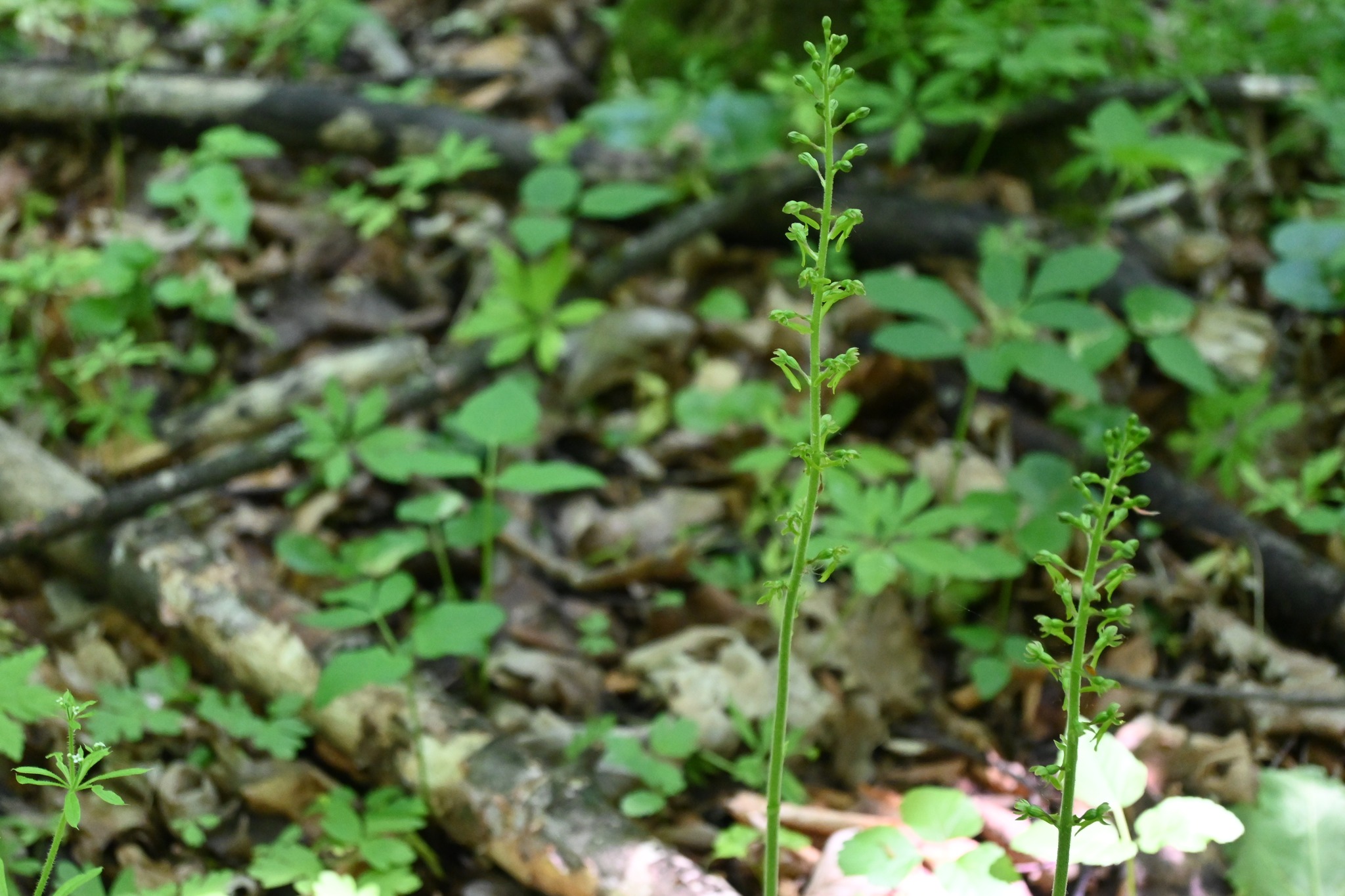 Новини Тернополя - фото з Орхідея не на підвіконні, а у лісі на Тернопільщині: квітне лише кілька днів на рік Немає опису світлини.
