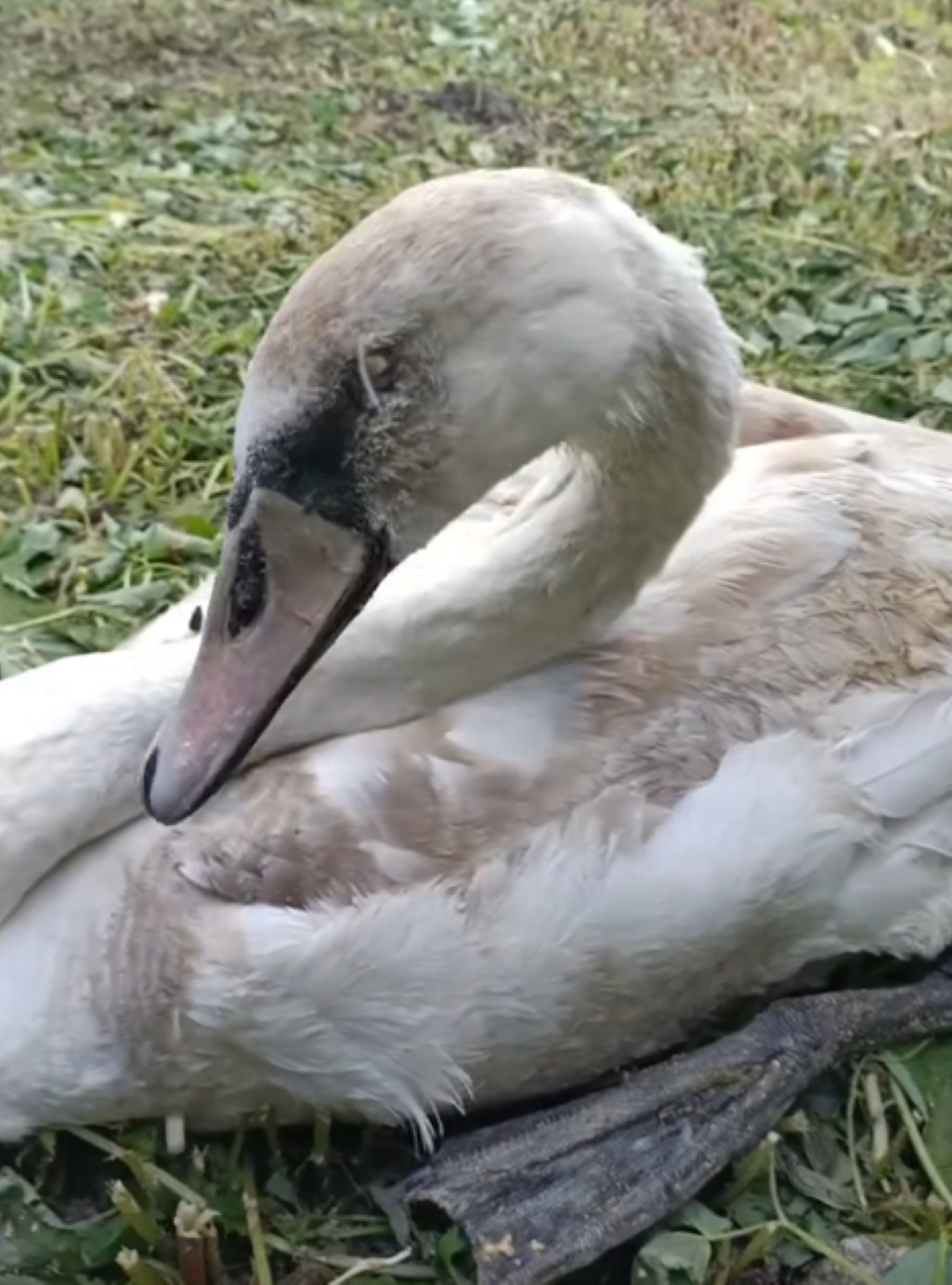 Новини Вінниці - фото з «Хтось прострелив птаху очі»: волонтерка з Бара врятувала сліпого лебедя