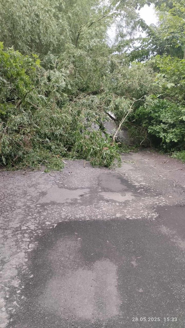 Новини Козятина - фото з Вода у підвалах та дерево на дорозі. Про наслідки негоди у Козятині