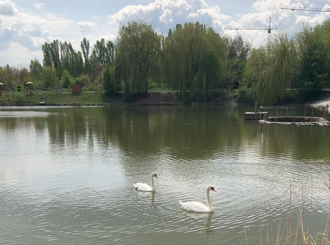 Новини Вінниці - фото з На Тяжилівському озері у Вінниці живуть лебеді, які часто повертаються туди після зимівлі