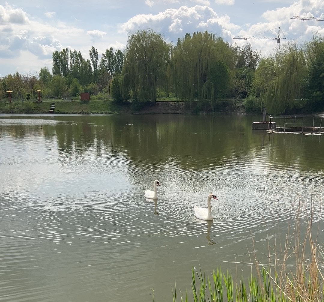 Новини Вінниці - фото з На Тяжилівському озері у Вінниці живуть лебеді, які часто повертаються туди після зимівлі
