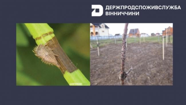 Новини Вінниці - фото з Буйволоподібна цикадка атакує молоді дерева та виноград на Вінниччині. Як боротися?