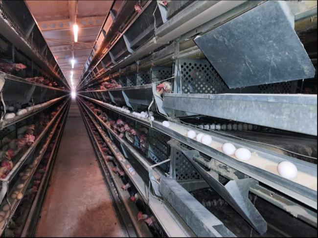 Новини Вінниці - фото з Війна змусила переїхати з Донбасу: як на Вінниччині з новою силою запрацювала птахофабрика