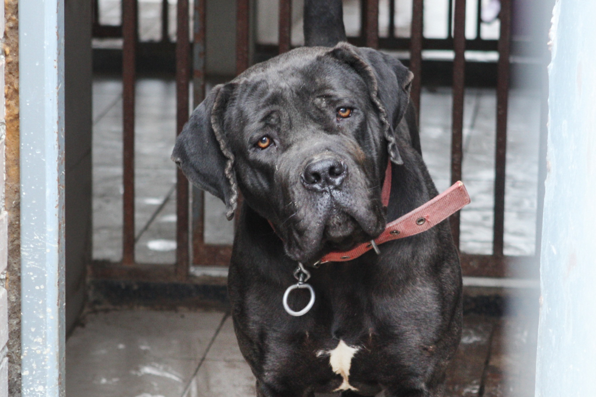 Новини Вінниці - фото з Для Діви та Марії знайшли новий дім. Історія врятованих собак-бультерʼєрок