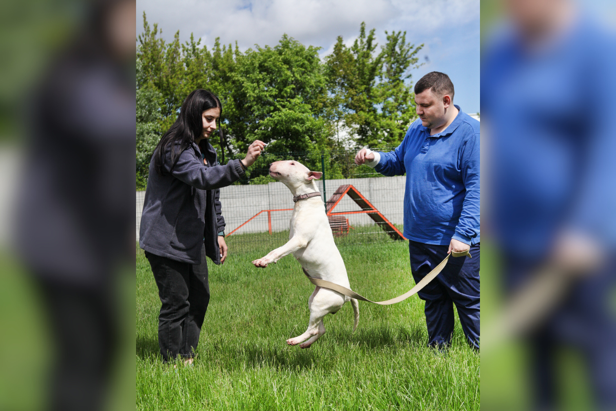 Новини Вінниці - фото з Для Діви та Марії знайшли новий дім. Історія врятованих собак-бультерʼєрок