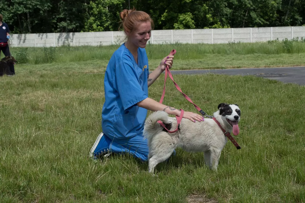Новини Вінниці - фото з Для Діви та Марії знайшли новий дім. Історія врятованих собак-бультерʼєрок