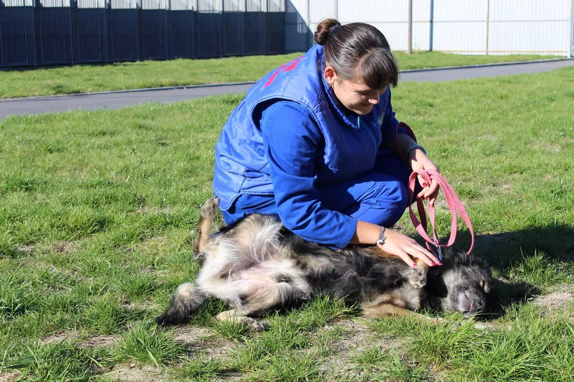 Новини Вінниці - фото з Для Діви та Марії знайшли новий дім. Історія врятованих собак-бультерʼєрок
