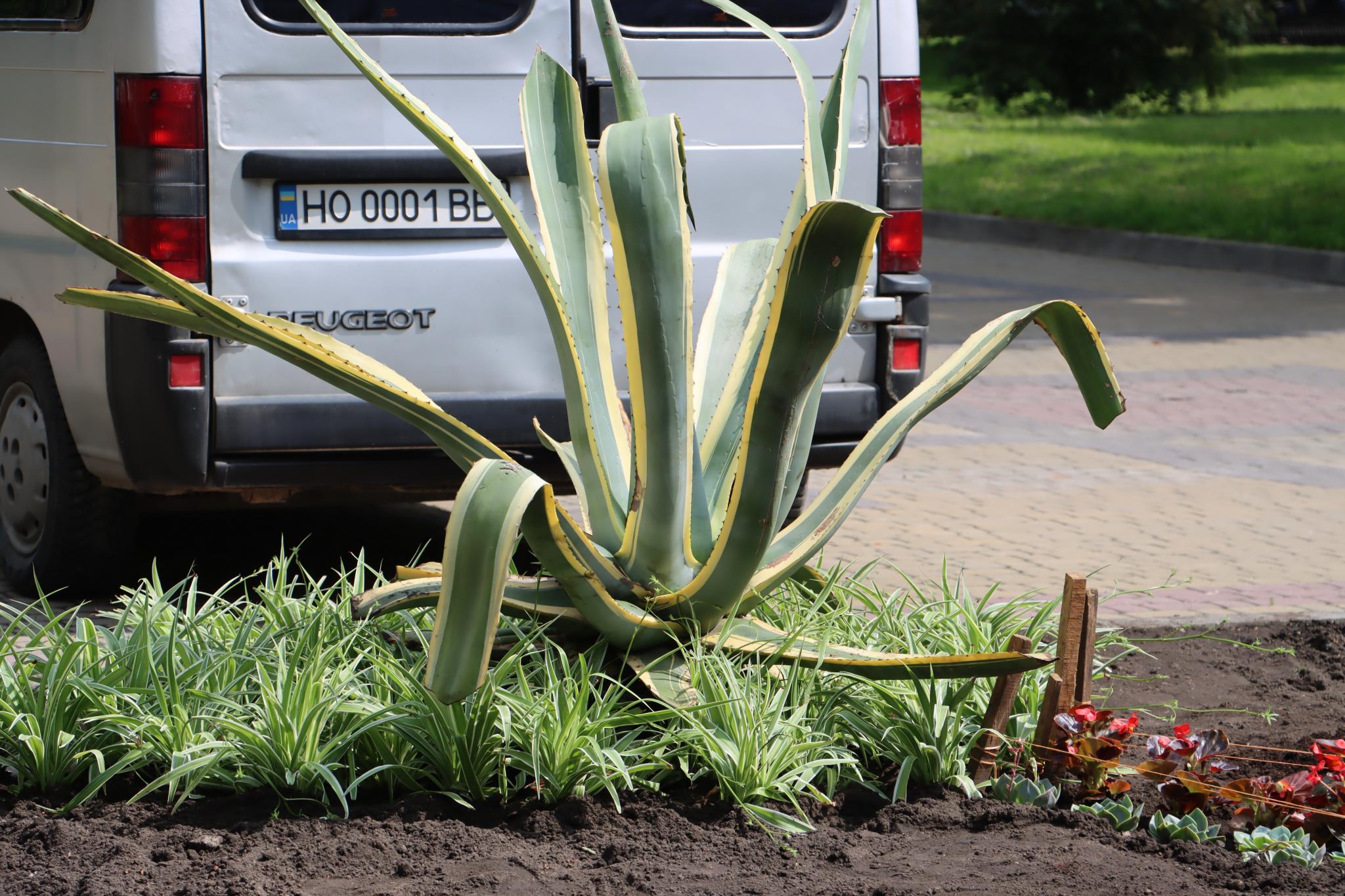 Новини Тернополя - фото з На бульварі Шевченка висаджують квіти на клумбах