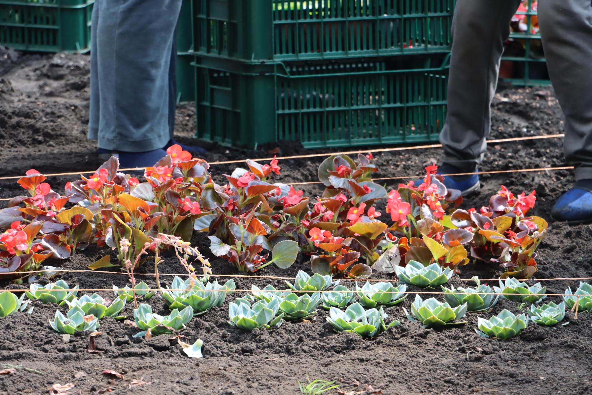 Новини Тернополя - фото з На бульварі Шевченка висаджують квіти на клумбах