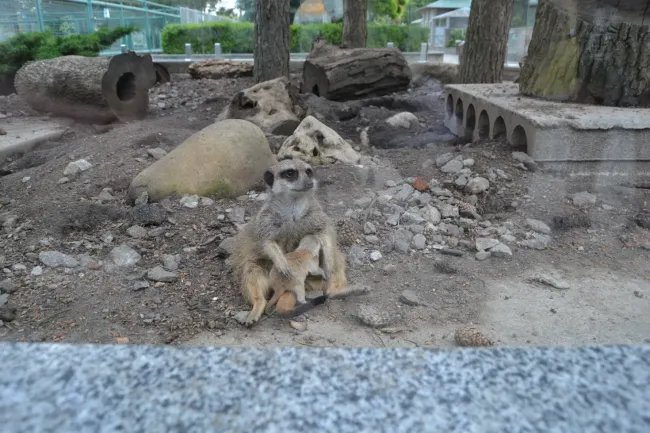 Новини Вінниці - фото з У сурікатів Подільського зоопарку народилося маля