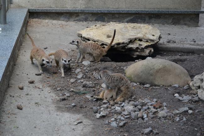Новини Вінниці - фото з У сурікатів Подільського зоопарку народилося маля