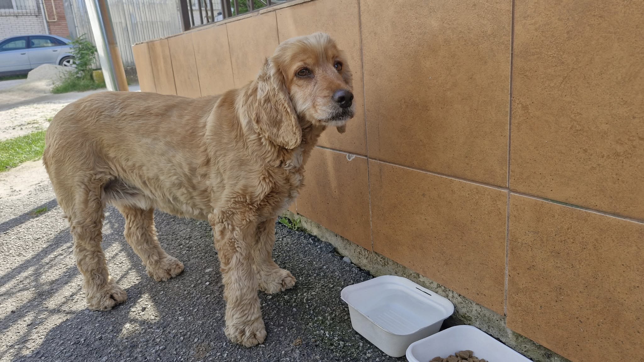 Новини Тернополя - фото з Тернополяни у соцмережах повідомляють про загублених після атаки собак