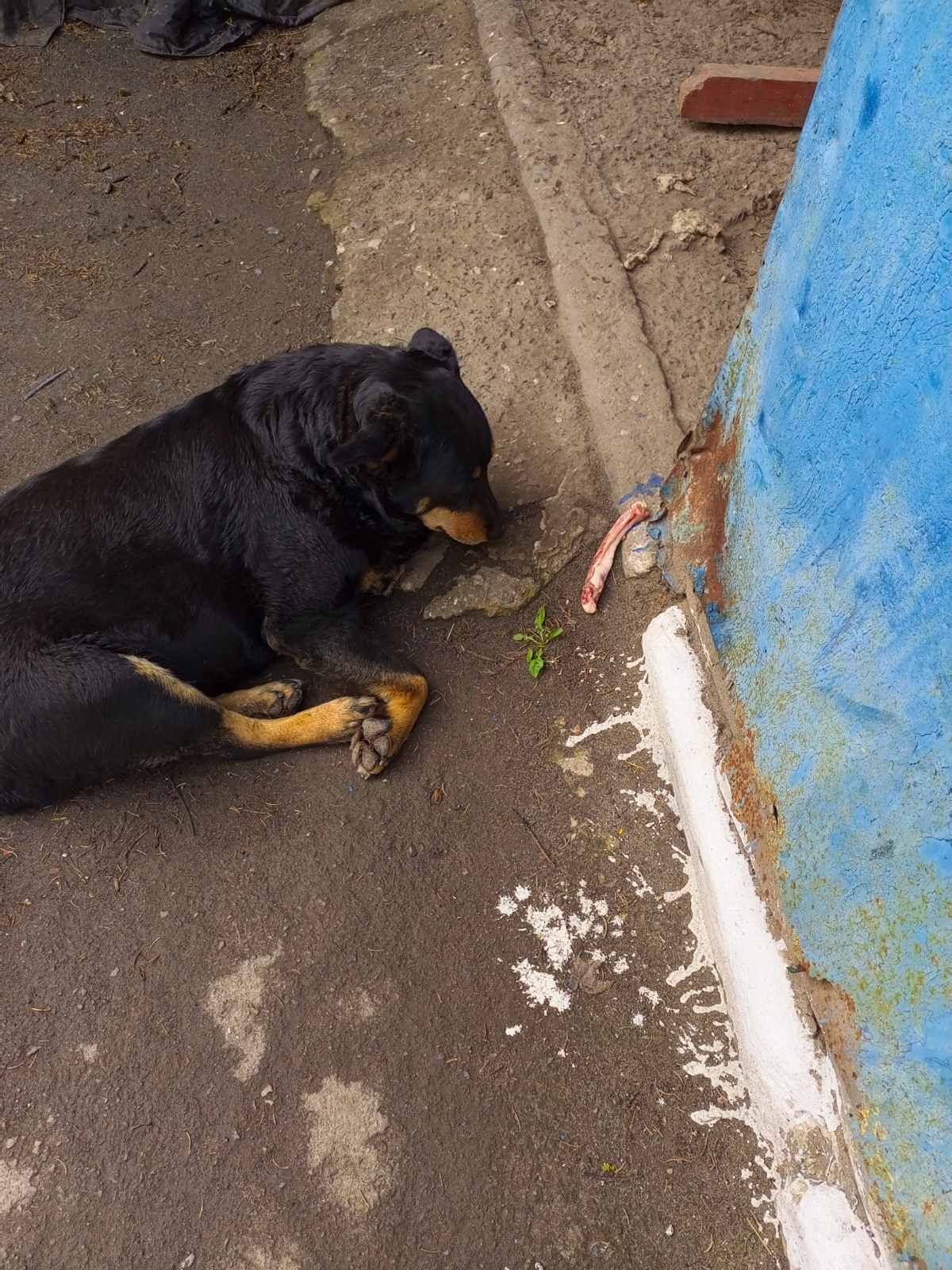 Новини Тернополя - фото з Тернополяни у соцмережах повідомляють про загублених після атаки собак