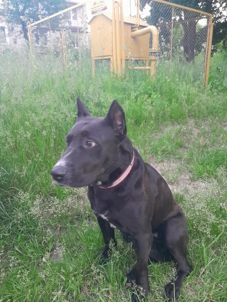Новини Тернополя - фото з Тернополяни шукають загублених після атаки собак (ОНОВЛЮЄТЬСЯ)