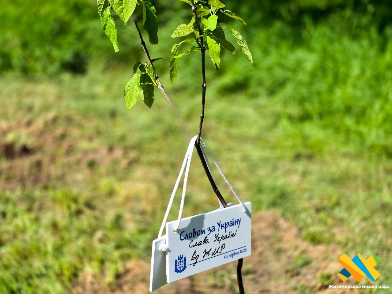 Новини Житомира - фото з Словом за Україну: журналісти висадили катальпи у житомирському гідропарку