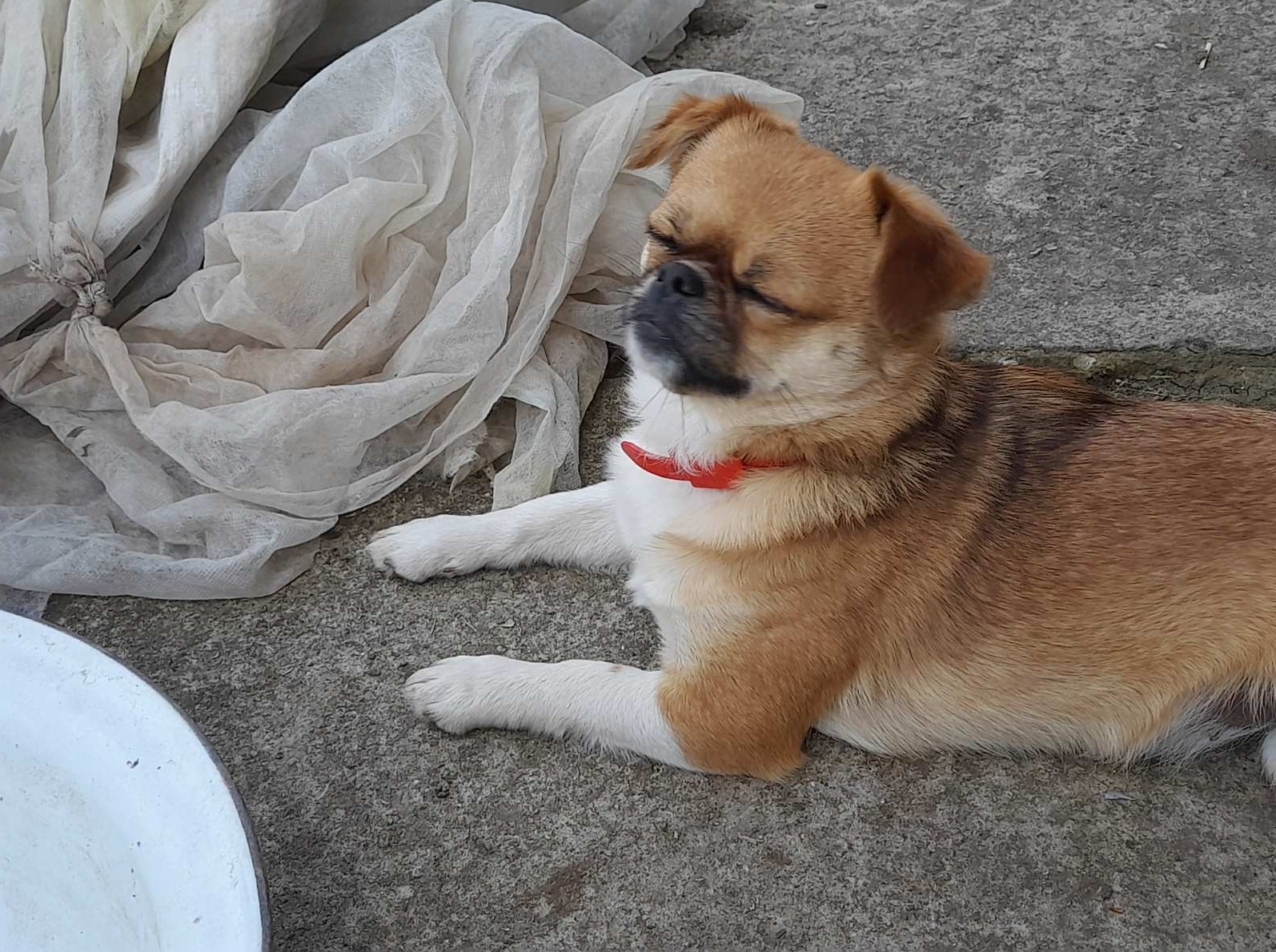 Новини Тернополя - фото з Тернополяни шукають загублених після атаки собак (ОНОВЛЮЄТЬСЯ)