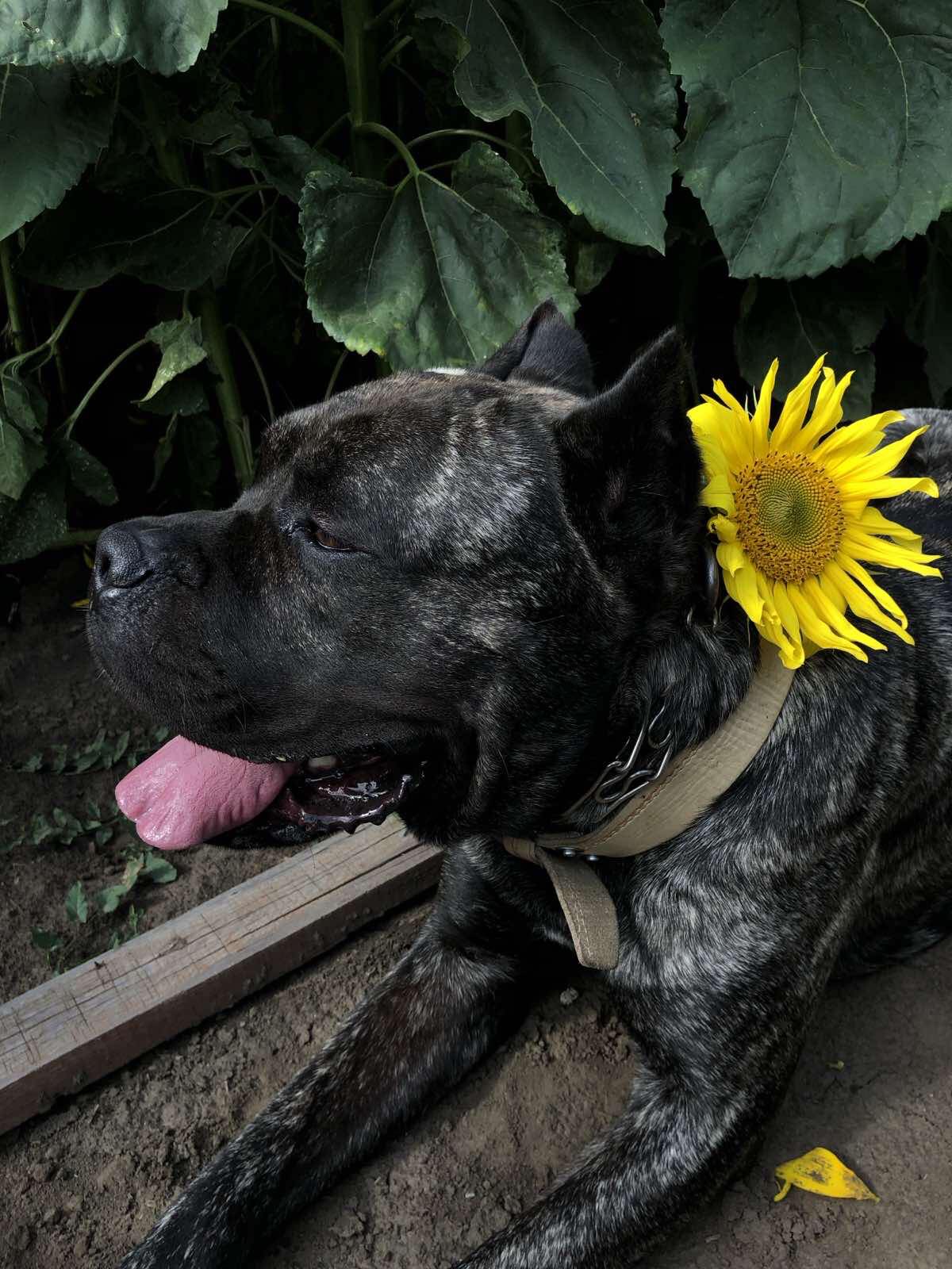 Новини Тернополя - фото з Тернополяни шукають загублених після атаки собак (ОНОВЛЮЄТЬСЯ)