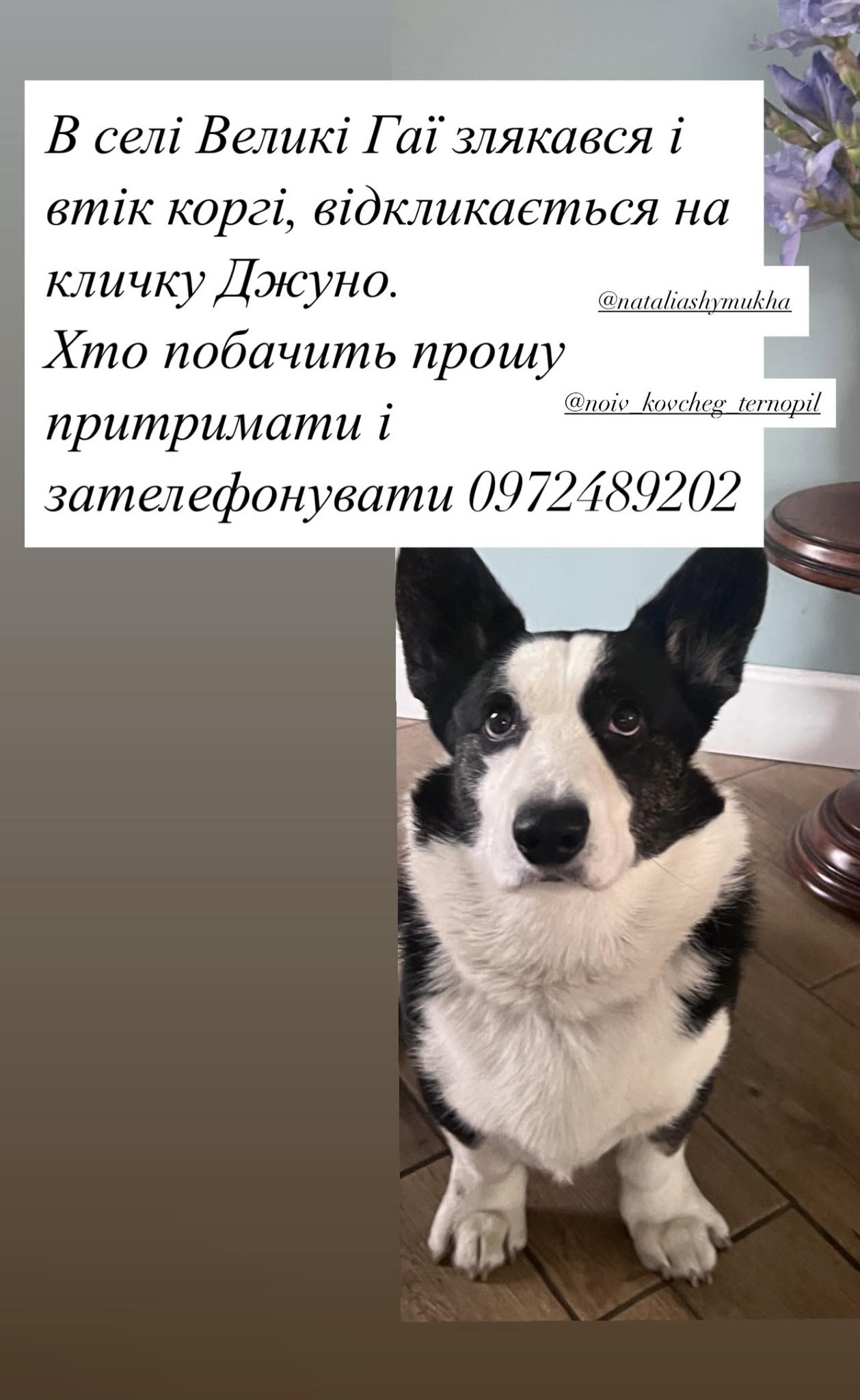 Новини Тернополя - фото з Тернополяни у соцмережах повідомляють про загублених після атаки собак