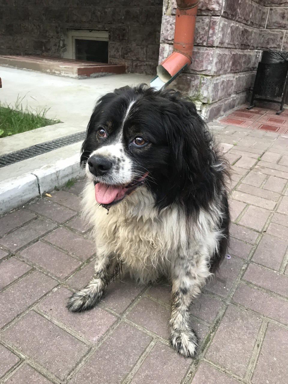 Новини Тернополя - фото з Тернополяни у соцмережах повідомляють про загублених після атаки собак
