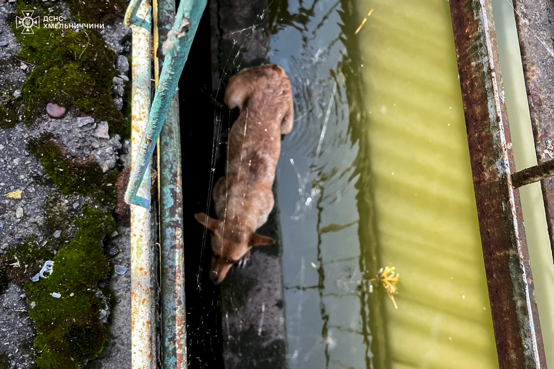 Новини Хмельницького - фото з Надзвичайники врятували собаку, який застряг під мостом на Бандери