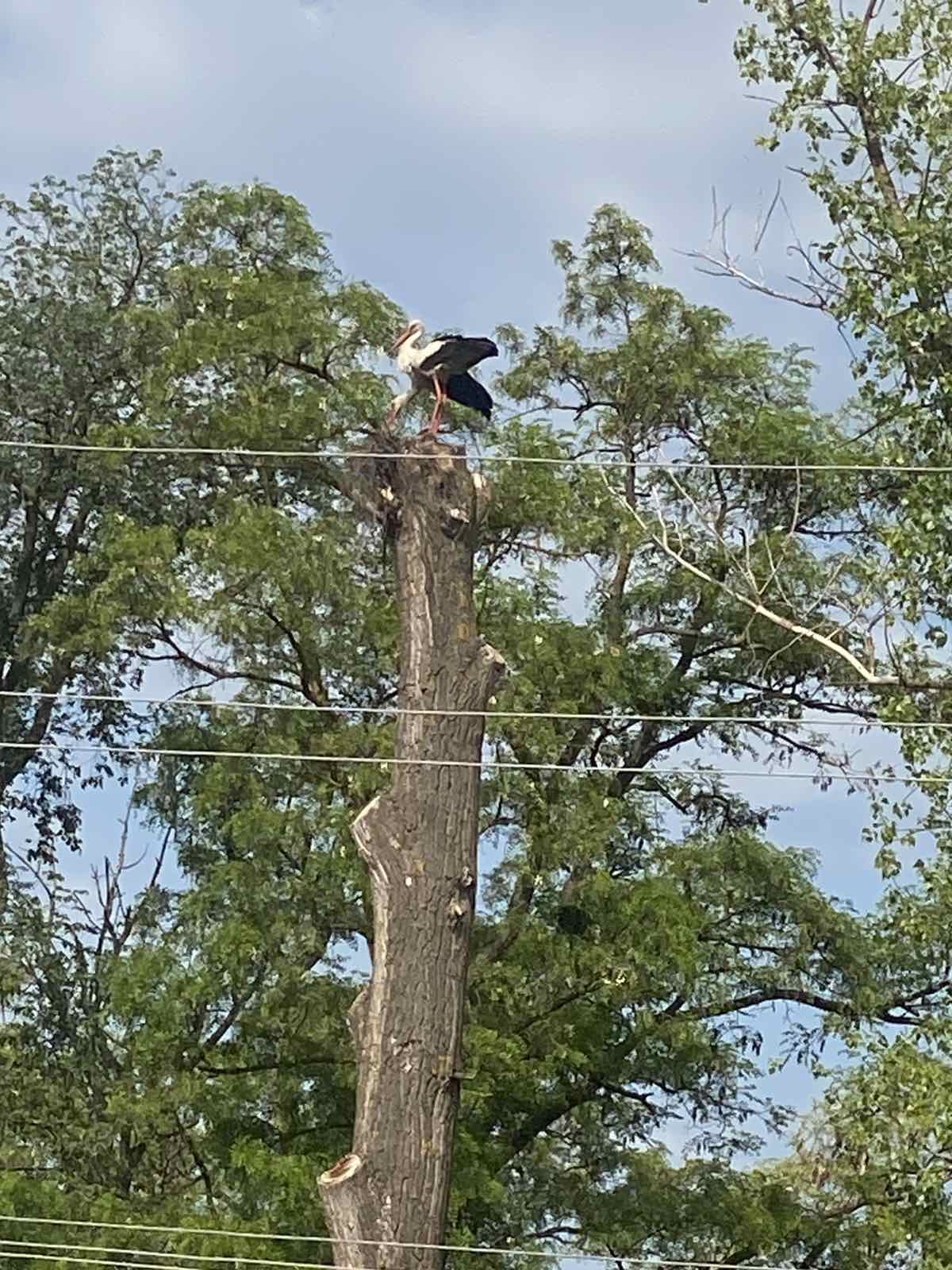 Новини Козятина - фото з Своєю домівкою лелеки обрали Махаринці