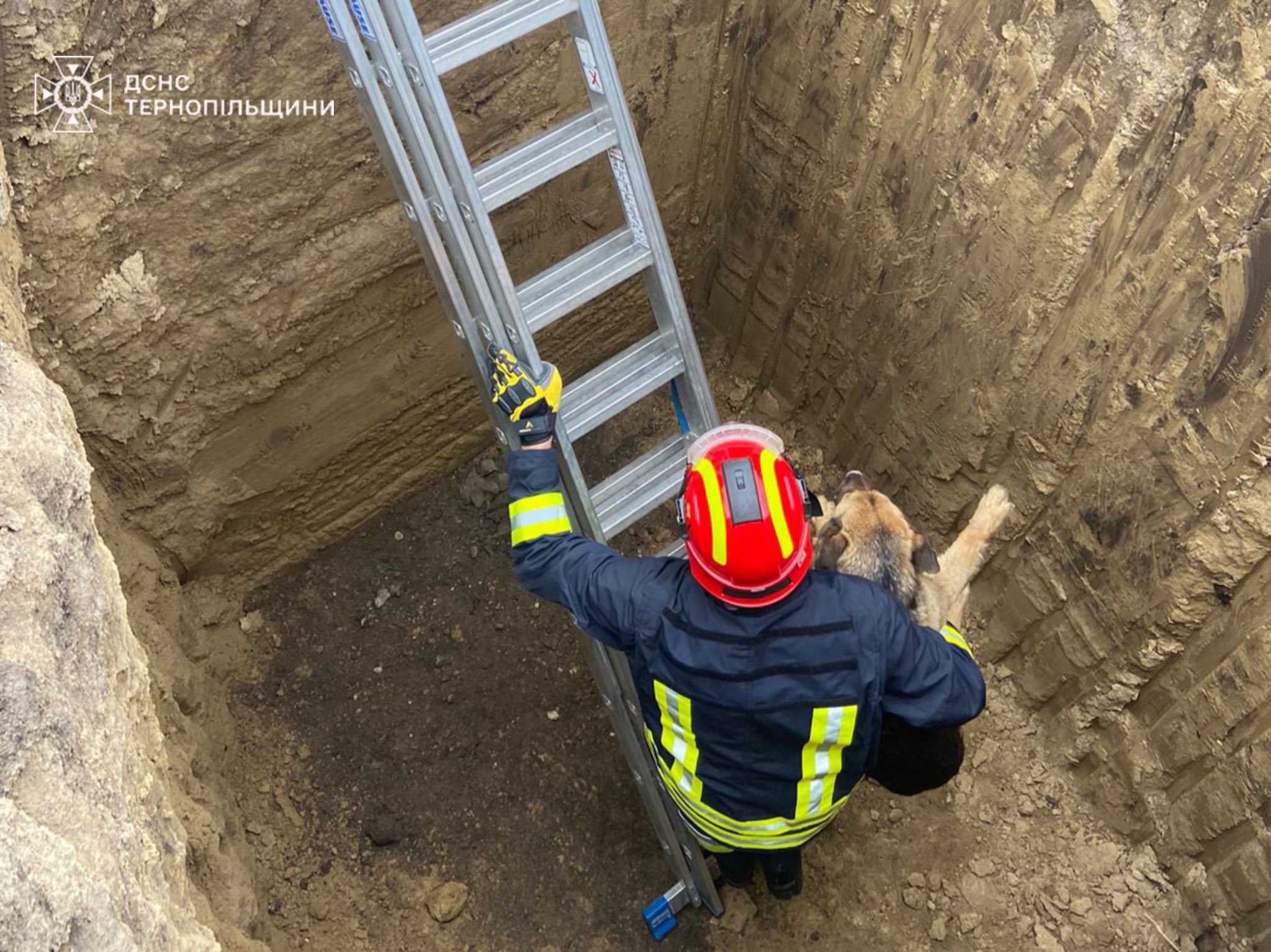 Новини Тернополя - фото з На будівництві в Гаях врятували собаку