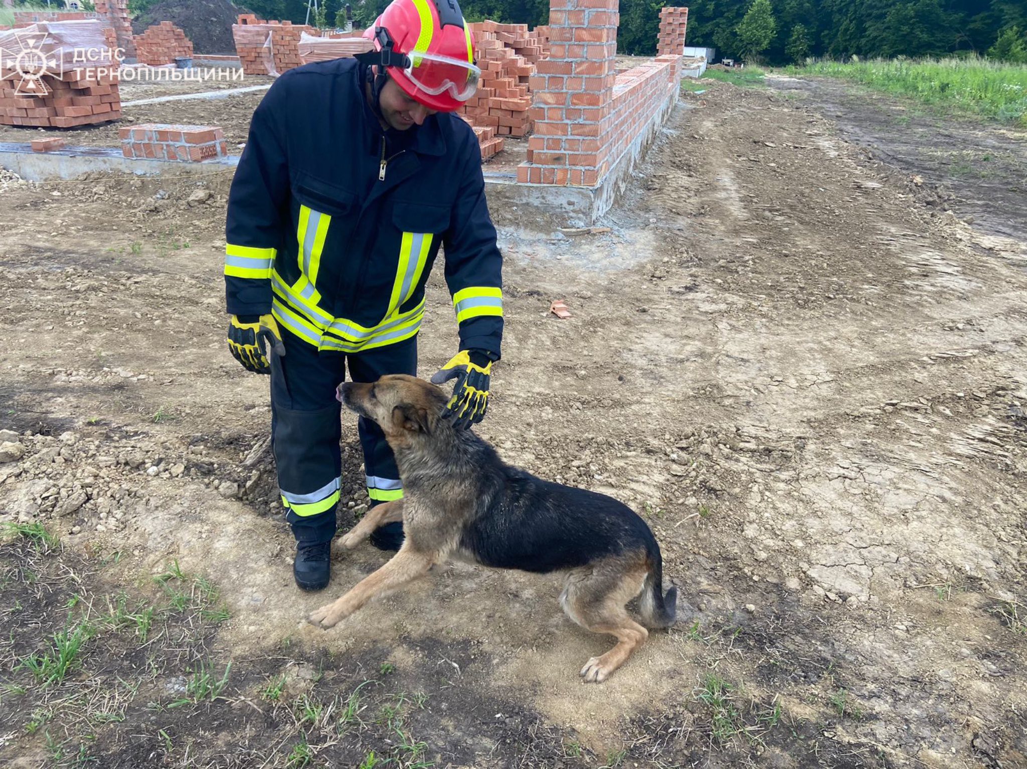 Новини Тернополя - фото з На будівництві в Гаях врятували собаку