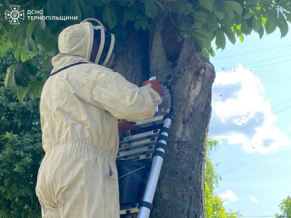 Новини Тернополя - фото з Рятувальники вилучили бджодині гнізда з дитячого майданчика і двору будинку у Тернополі