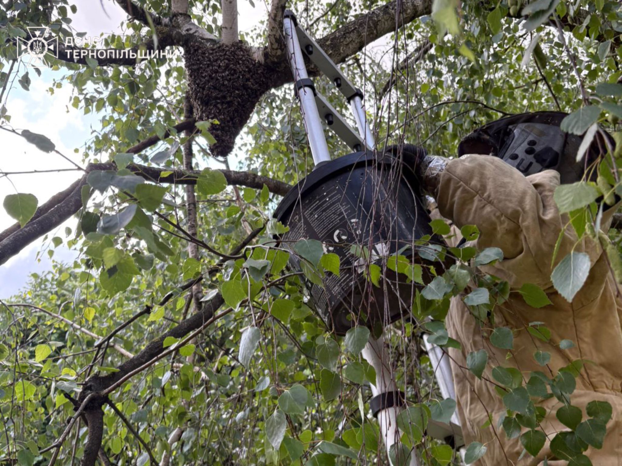 Новини Тернополя - фото з Рятувальники вилучили бджодині гнізда з дитячого майданчика і двору будинку у Тернополі