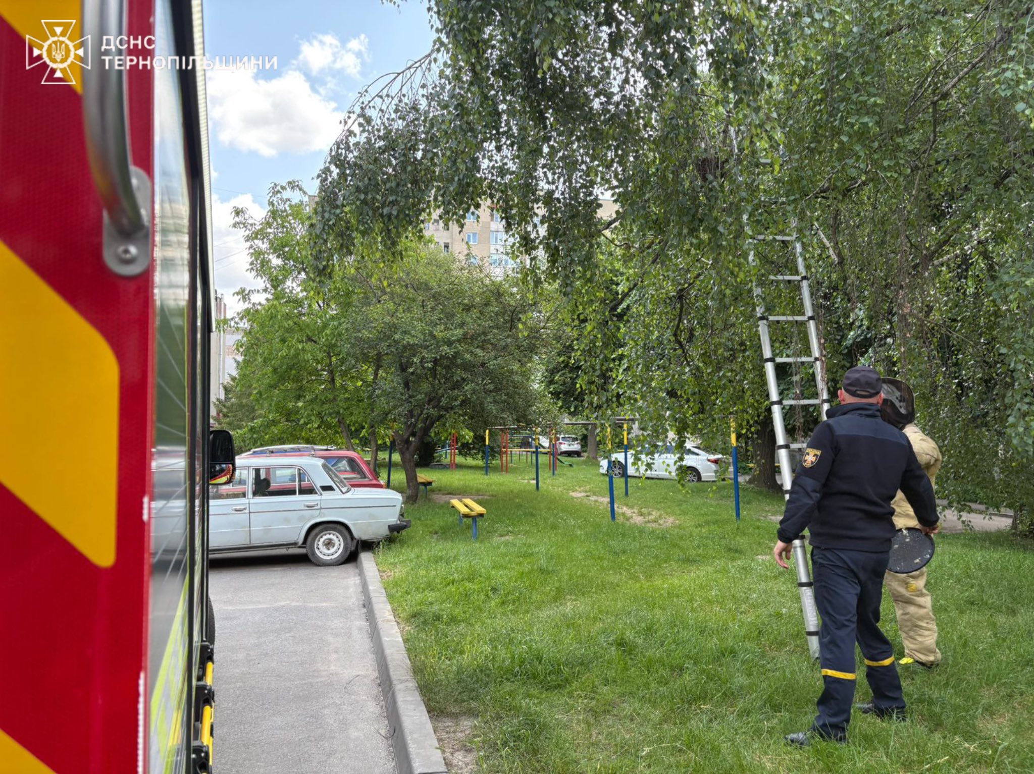Новини Тернополя - фото з Рятувальники вилучили бджодині гнізда з дитячого майданчика і двору будинку у Тернополі