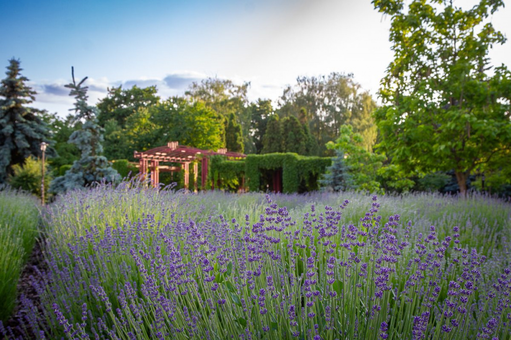 Новини Тернополя - фото з Найкраще місце для фото: у Тернополі квітне лавандове міні-поле
