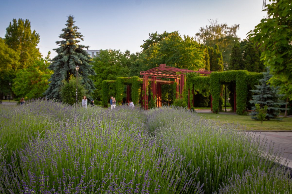 Новини Тернополя - фото з Найкраще місце для фото: у Тернополі квітне лавандове міні-поле