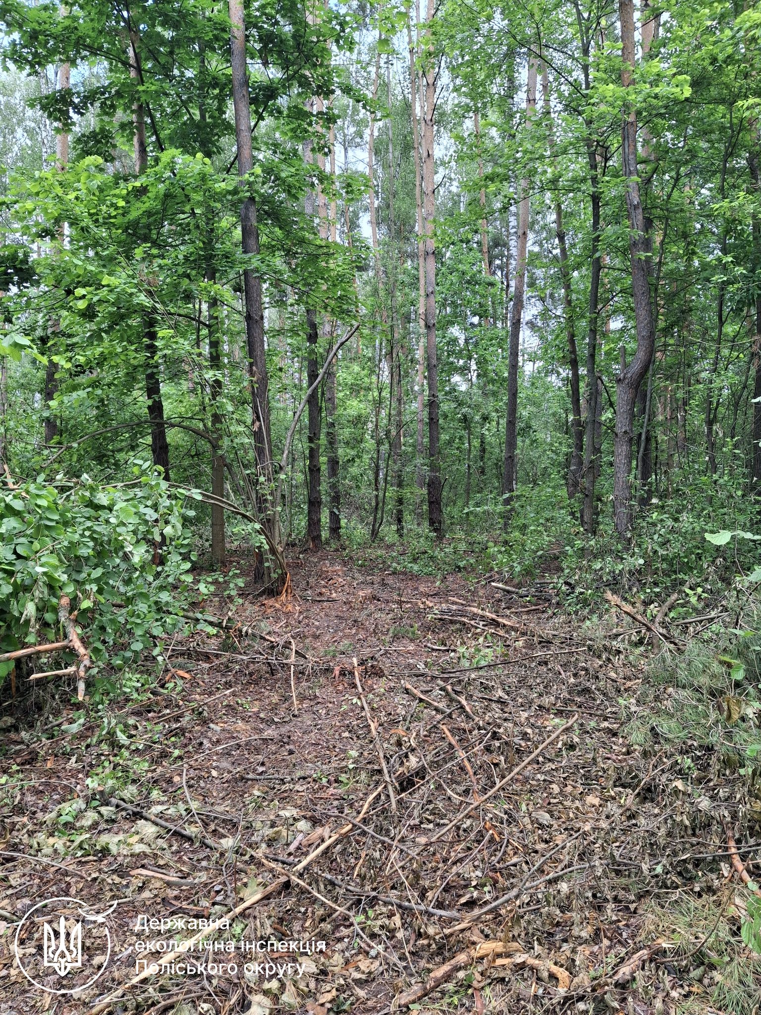 Новини Житомира - фото з На Коростенщині виявлено факти незаконних порубок понад 210 дерев - збитки складають майже 2 млн. грн