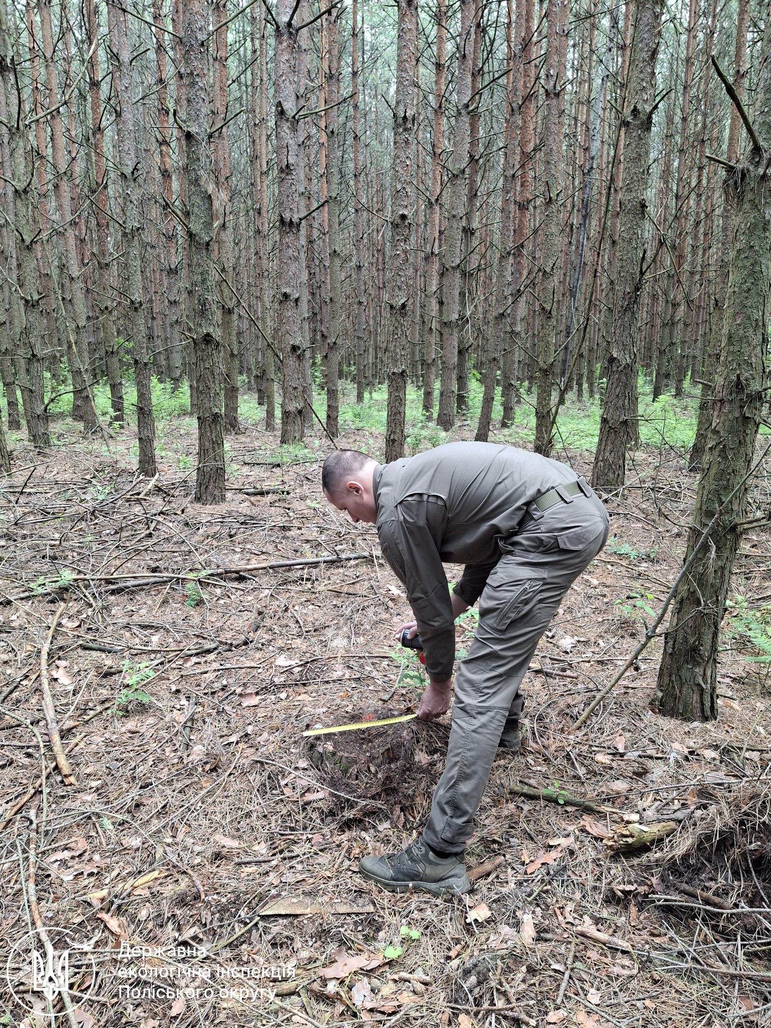 Новини Житомира - фото з На Коростенщині виявлено факти незаконних порубок понад 210 дерев - збитки складають майже 2 млн. грн